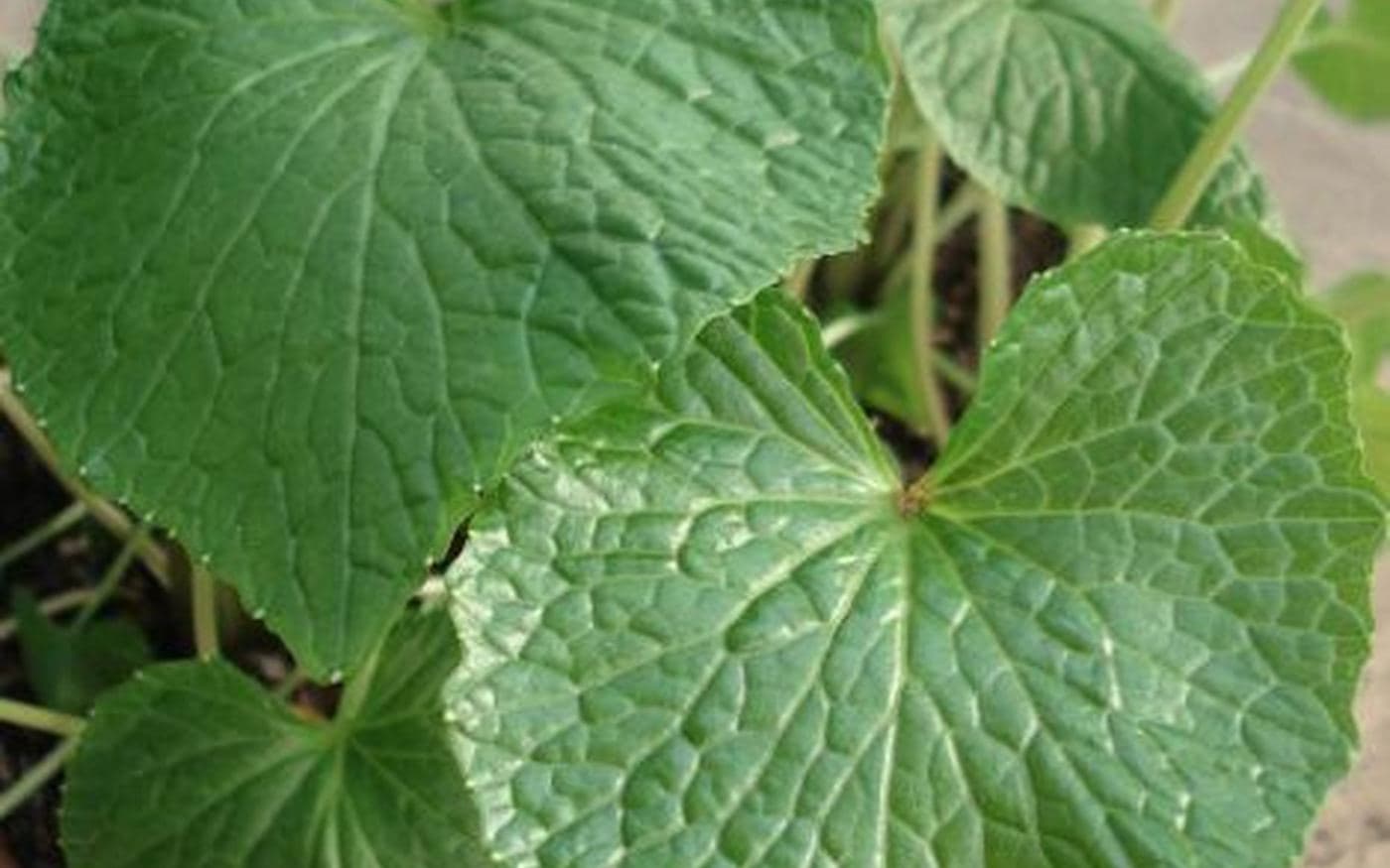 Wasabi Gerçek mi, Sahte mi?